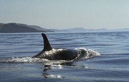 Orca whales
